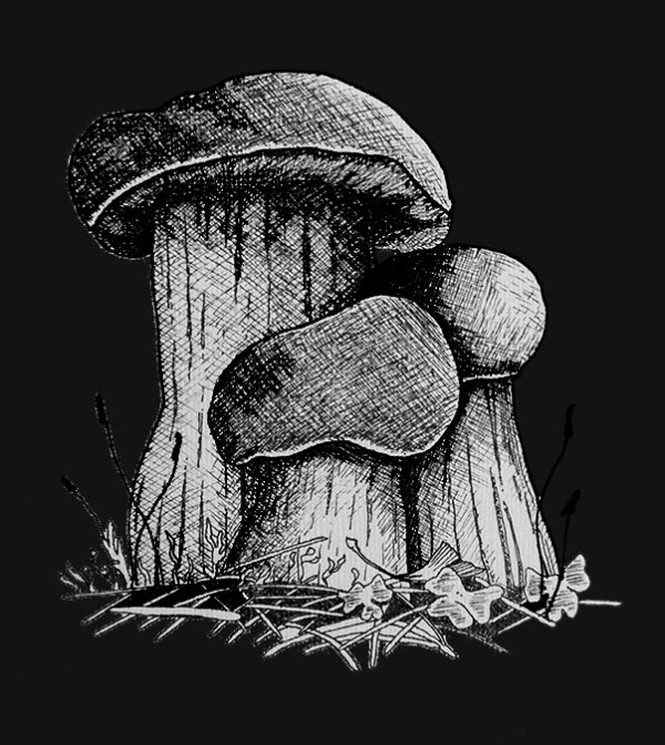 Mushrooms