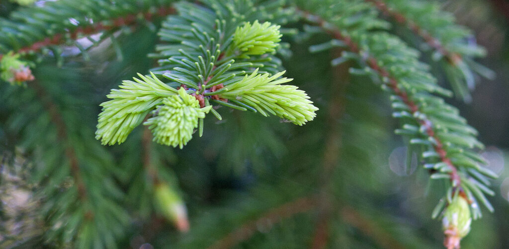 Spruce Tips